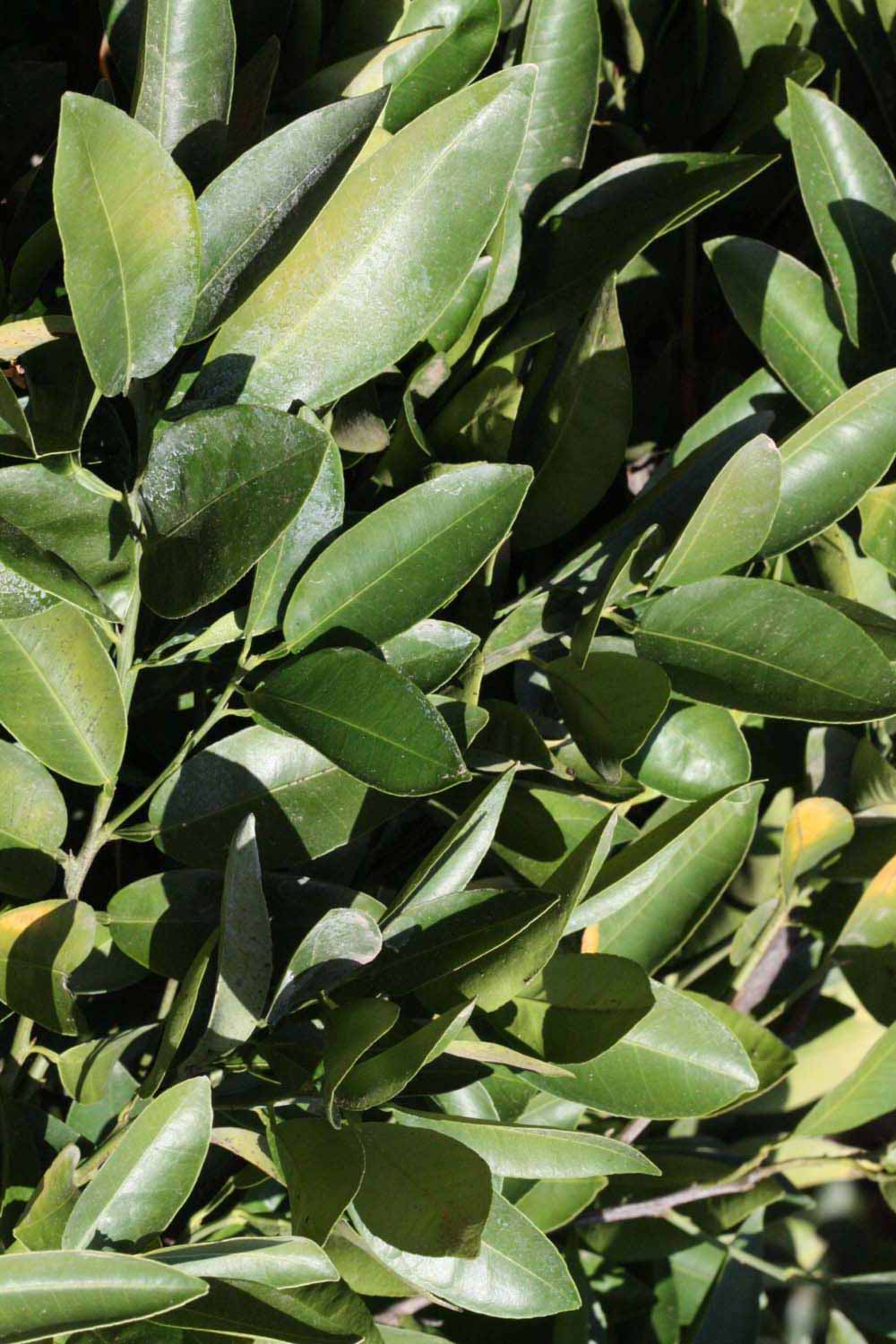              Sun leaves (Riverside, CA)       